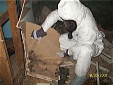 Removal of Mold Infested Drywall